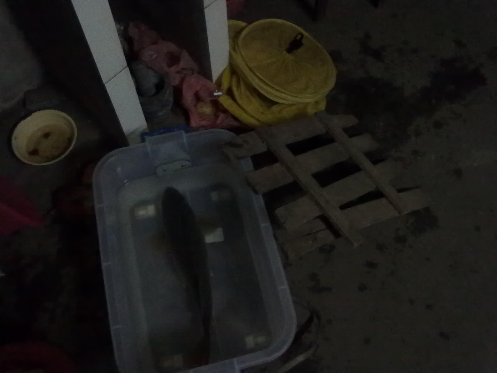 昨晚在河边钓了条大鲤鱼。。。964 / 作者:(别_ㄋ)我旳曾經 / 帖子ID:17928