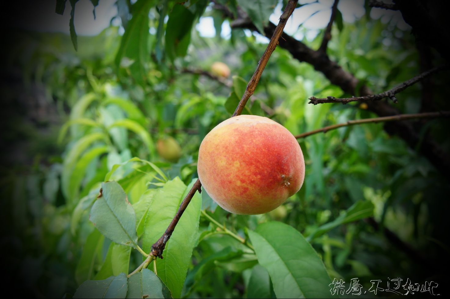 可以吃得拉啵~~114 / 作者:结局、丆過如此 / 帖子ID:17930