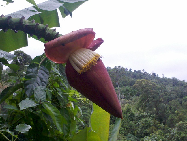 人都说几大就是芭蕉叶，其实芭蕉花也蛮大的941 / 作者:千里之外 / 帖子ID:17968