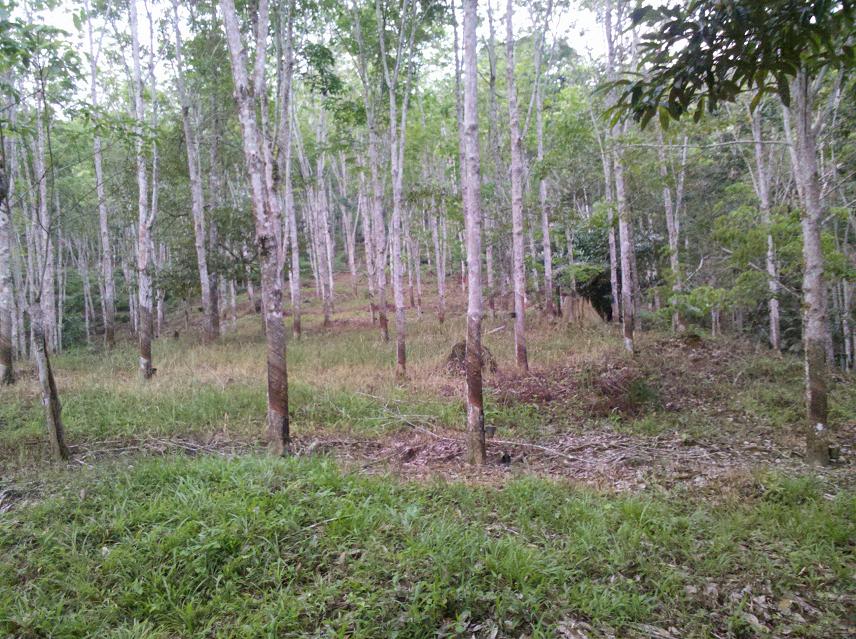 橡胶是这个割的。420 / 作者:千里之外 / 帖子ID:18020