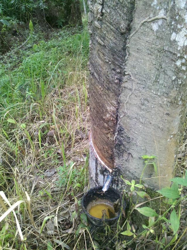 橡胶是这个割的。179 / 作者:千里之外 / 帖子ID:18020