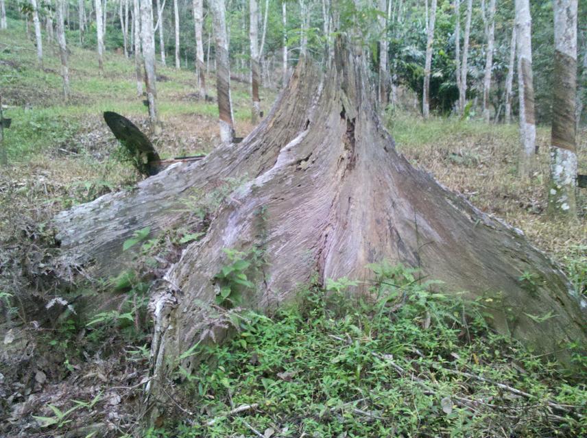 好大的朽兜巴836 / 作者:千里之外 / 帖子ID:18022