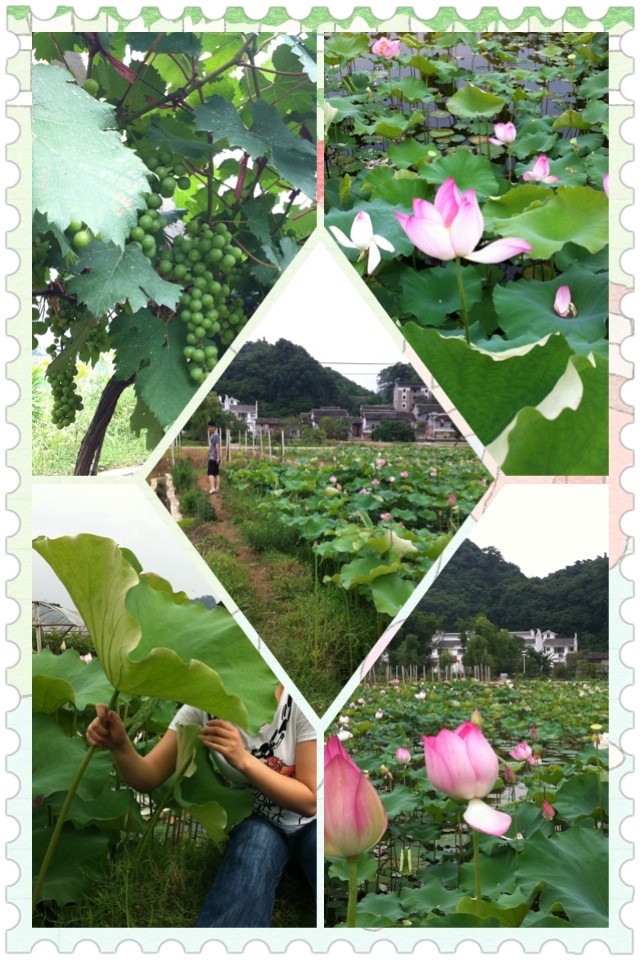 邓扒荷花开了，大家可以去看荷花了574 / 作者:明天会更好 / 帖子ID:18344