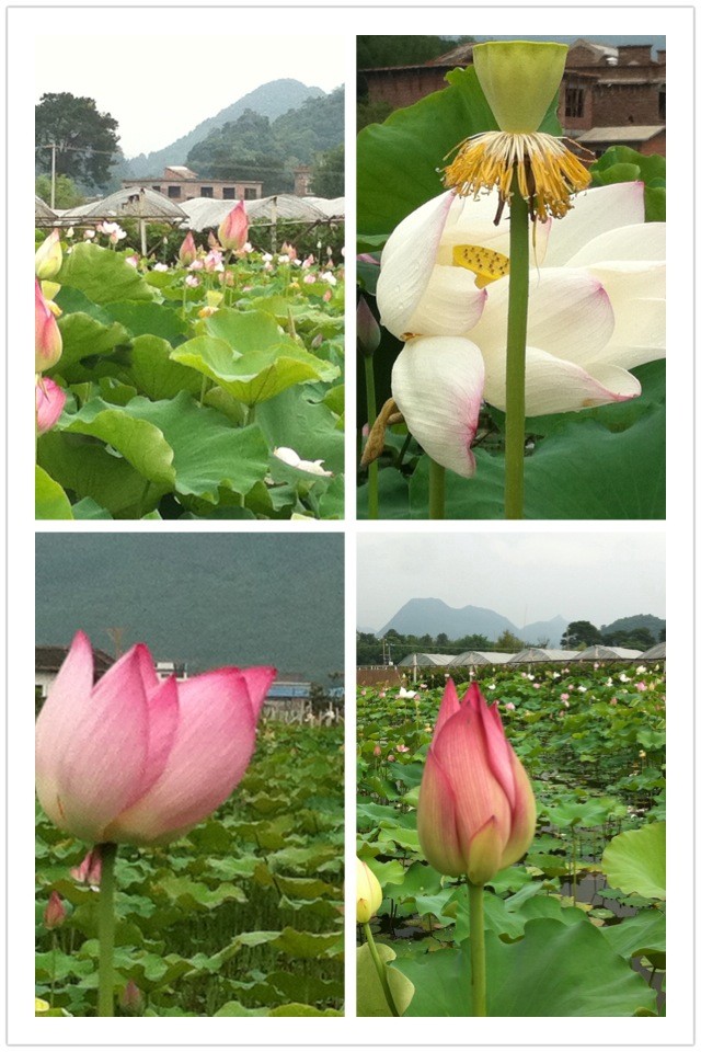 邓扒荷花开了，大家可以去看荷花了679 / 作者:明天会更好 / 帖子ID:18344