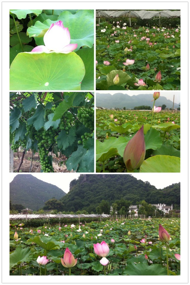 邓扒荷花开了，大家可以去看荷花了85 / 作者:明天会更好 / 帖子ID:18344