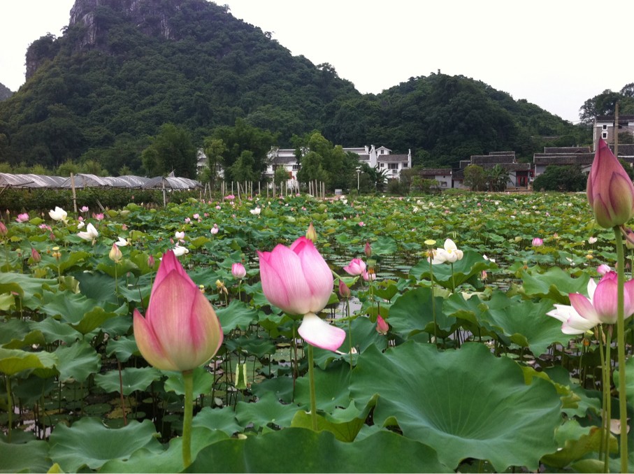 邓扒荷花开了，大家可以去看荷花了784 / 作者:明天会更好 / 帖子ID:18344