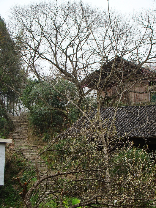 春到土家寨409 / 作者:天涯孤独客 / 帖子ID:18351