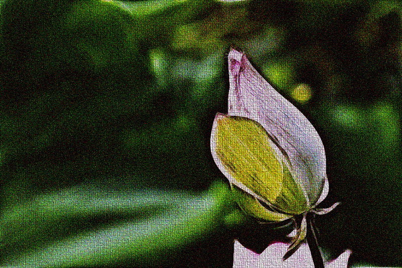 荷。810 / 作者:講不醜 / 帖子ID:18454