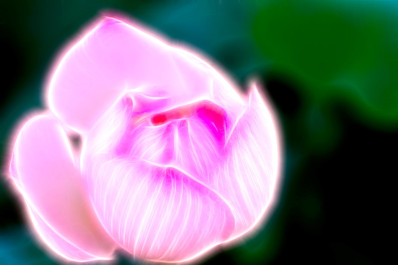 荷。268 / 作者:講不醜 / 帖子ID:18454