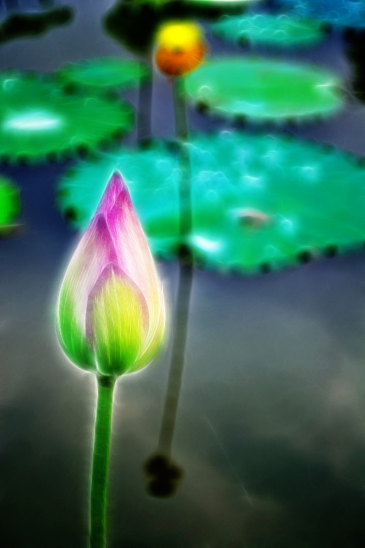 荷。149 / 作者:講不醜 / 帖子ID:18454
