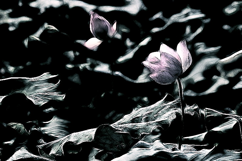 荷。52 / 作者:講不醜 / 帖子ID:18454