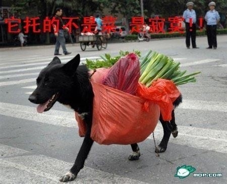 哥托的不是菜  是寂寞！！！581 / 作者:小雨点 / 帖子ID:18482