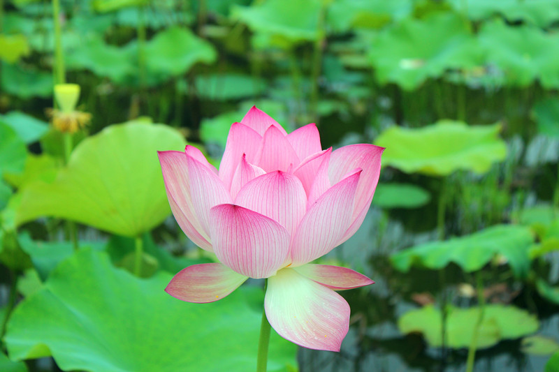 【荷花】邓扒行，第一次拍。丑哥在14楼待续更新628 / 作者:小紫 / 帖子ID:18666