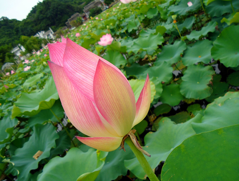邓扒赏荷&lt;2012.5.26&gt;79 / 作者:嬋影 / 帖子ID:18699