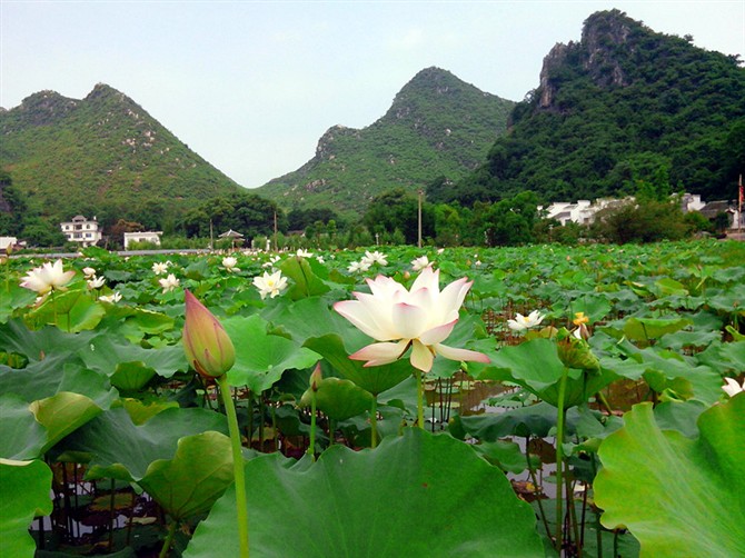 邓扒赏荷&lt;2012.5.26&gt;758 / 作者:嬋影 / 帖子ID:18699