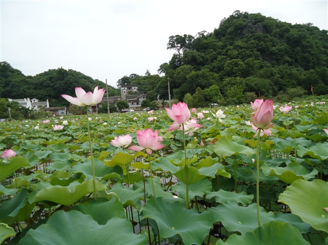 邓扒赏荷&lt;2012.5.26&gt;79 / 作者:嬋影 / 帖子ID:18699