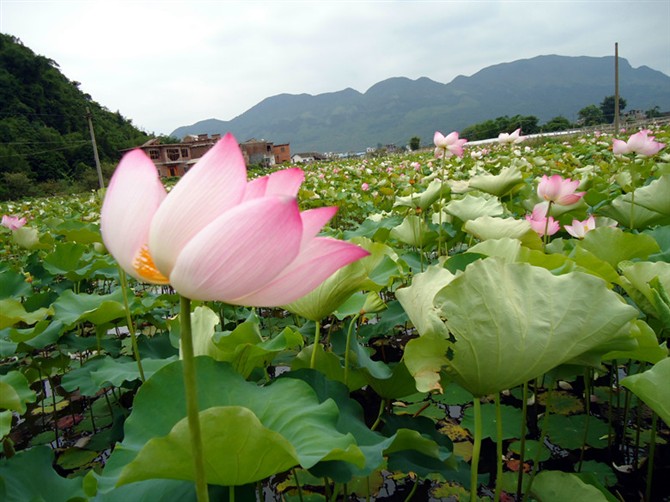 邓扒赏荷&lt;2012.5.26&gt;455 / 作者:嬋影 / 帖子ID:18699