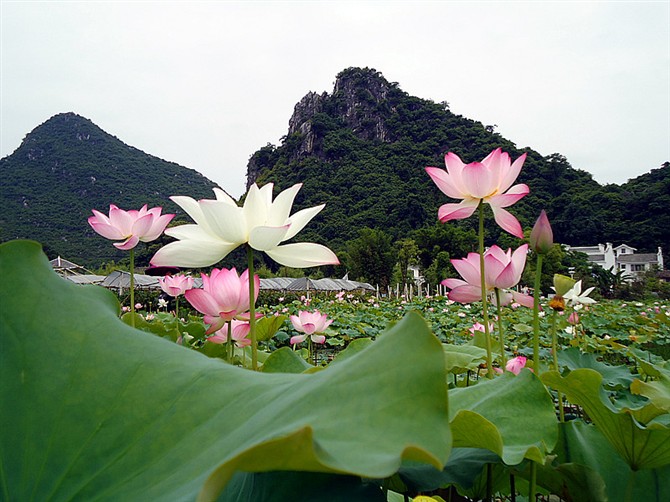 邓扒赏荷&lt;2012.5.26&gt;741 / 作者:嬋影 / 帖子ID:18699