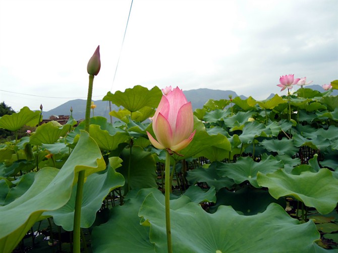 邓扒赏荷&lt;2012.5.26&gt;565 / 作者:嬋影 / 帖子ID:18699