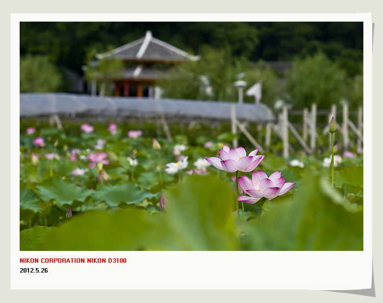 邓扒赏荷&lt;2012.5.26&gt;698 / 作者:講不醜 / 帖子ID:18699