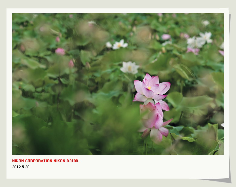 邓扒赏荷&lt;2012.5.26&gt;642 / 作者:講不醜 / 帖子ID:18699