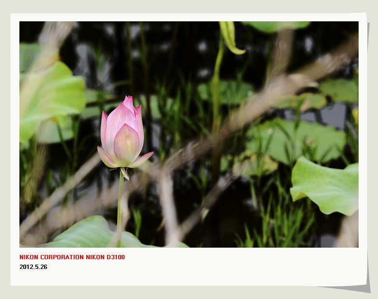 邓扒赏荷&lt;2012.5.26&gt;886 / 作者:講不醜 / 帖子ID:18699