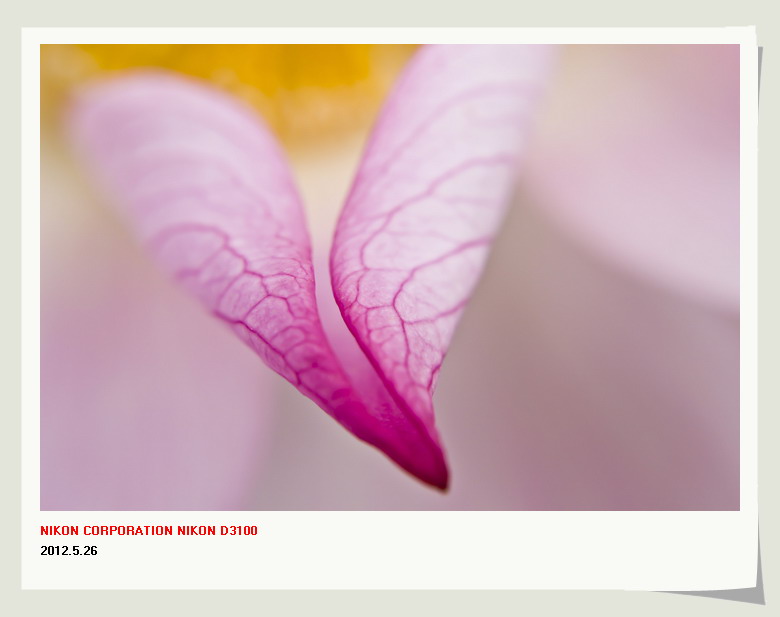 邓扒赏荷&lt;2012.5.26&gt;655 / 作者:講不醜 / 帖子ID:18699