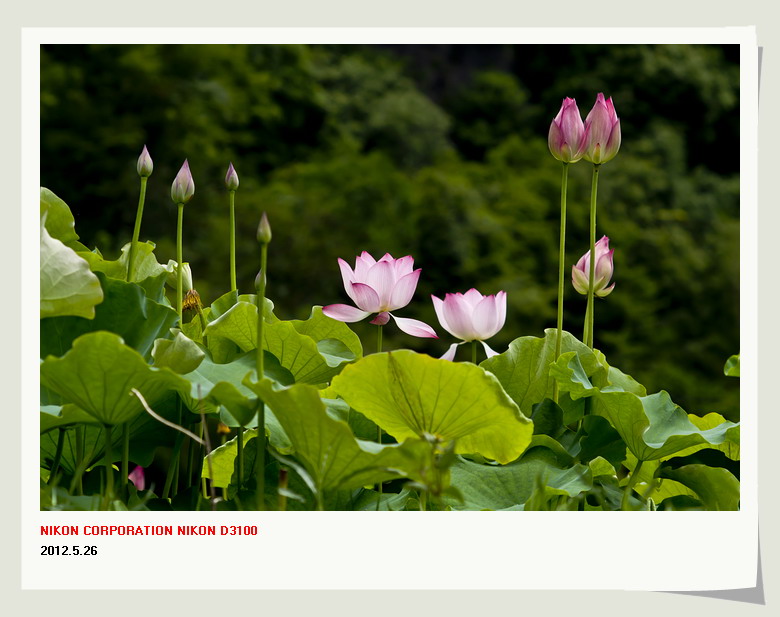 邓扒赏荷&lt;2012.5.26&gt;307 / 作者:講不醜 / 帖子ID:18699