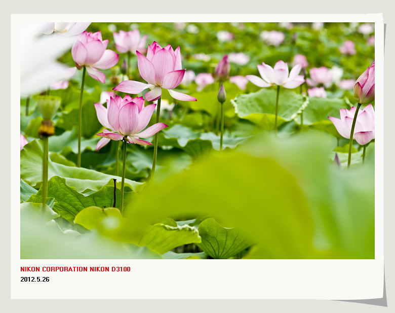 邓扒赏荷&lt;2012.5.26&gt;161 / 作者:講不醜 / 帖子ID:18699