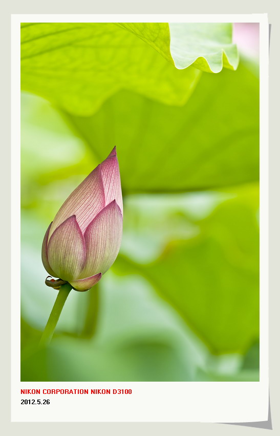 邓扒赏荷&lt;2012.5.26&gt;76 / 作者:講不醜 / 帖子ID:18699