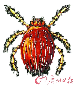 广州发现疑似恙虫病巳死亡二人。623 / 作者:平安大叔 / 帖子ID:18751