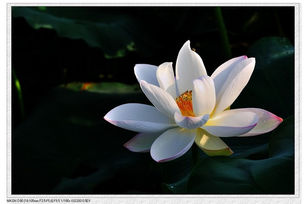 荷花226 / 作者:油茶之都 / 帖子ID:18776