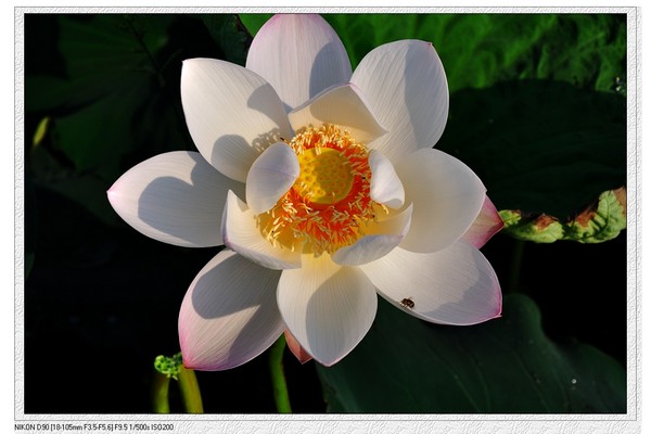 荷花460 / 作者:油茶之都 / 帖子ID:18776