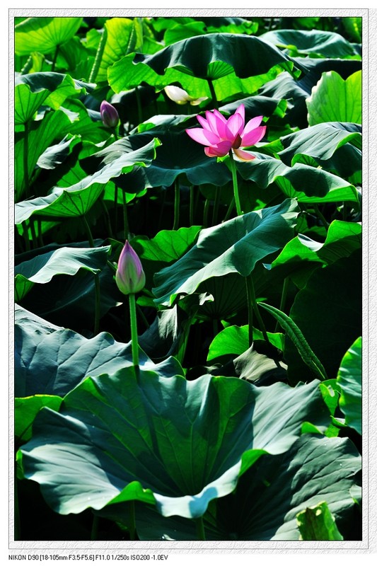 荷花603 / 作者:油茶之都 / 帖子ID:18776