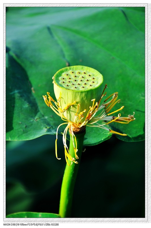 荷花258 / 作者:油茶之都 / 帖子ID:18776