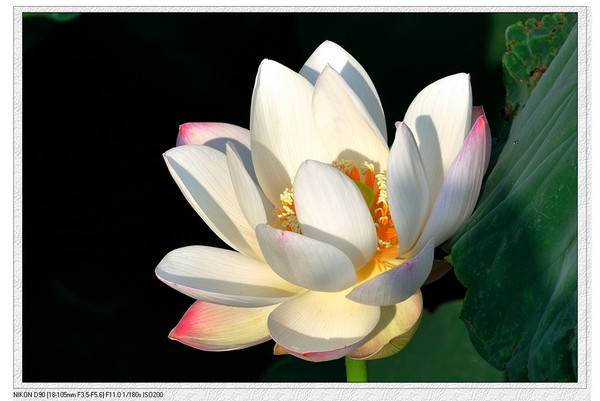 荷花490 / 作者:油茶之都 / 帖子ID:18776