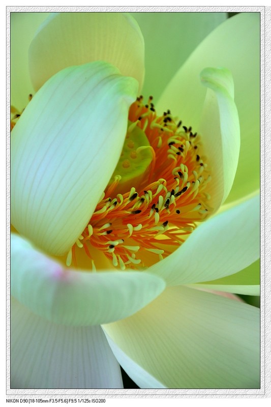 荷花162 / 作者:油茶之都 / 帖子ID:18776