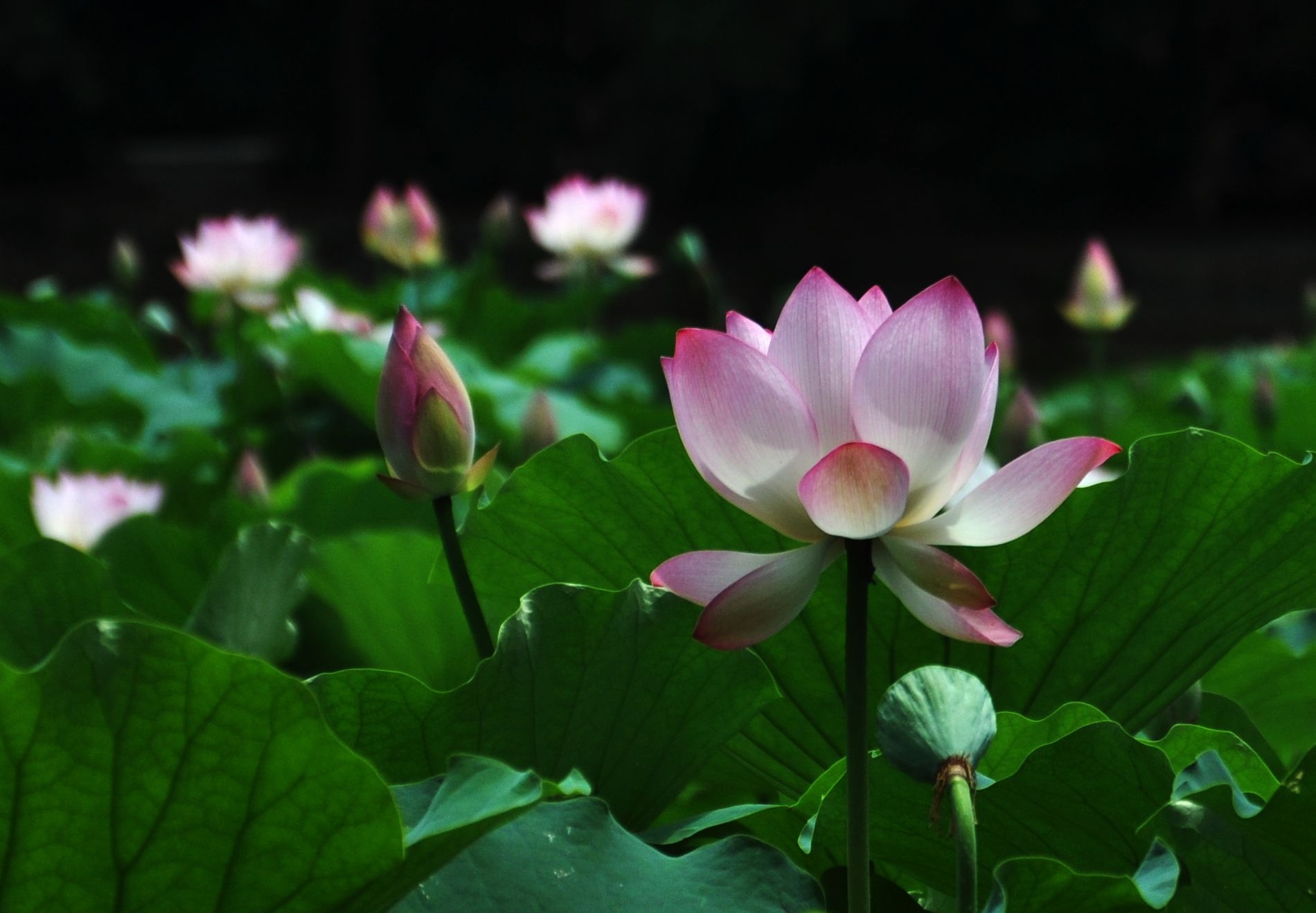 荷花788 / 作者:油茶之都 / 帖子ID:18776