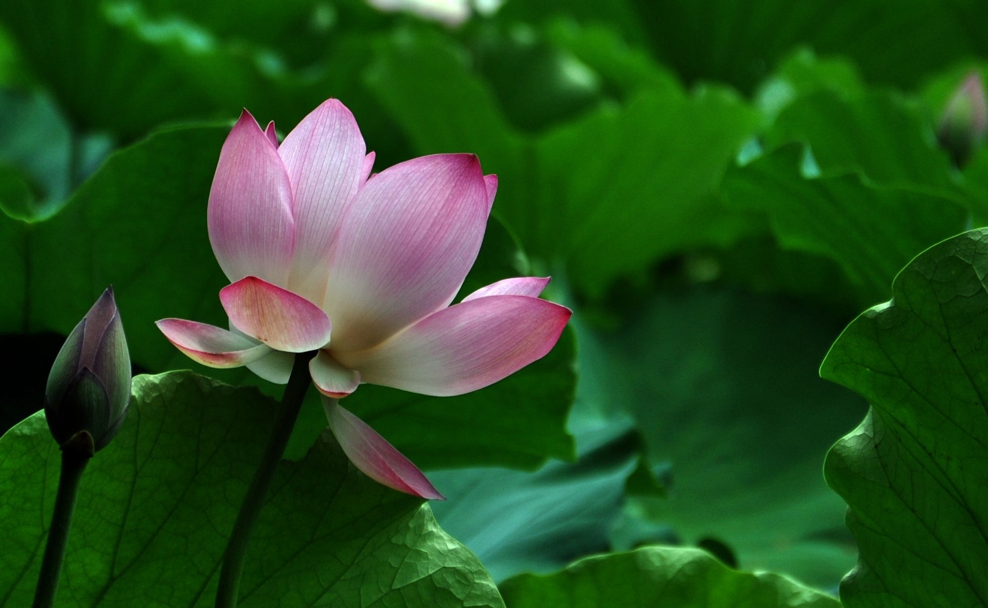 荷花868 / 作者:油茶之都 / 帖子ID:18776