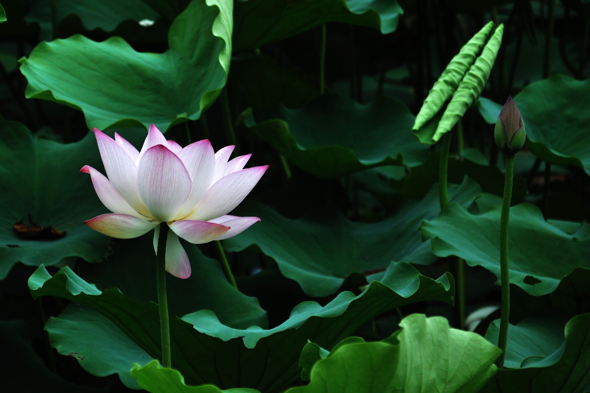 荷花937 / 作者:油茶之都 / 帖子ID:18776