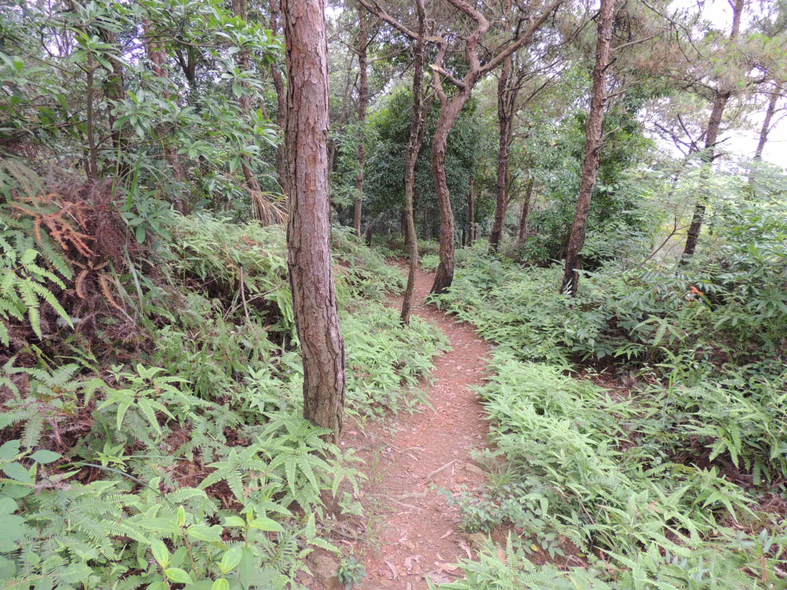 那条美丽的山路115 / 作者:天涯孤独客 / 帖子ID:18857
