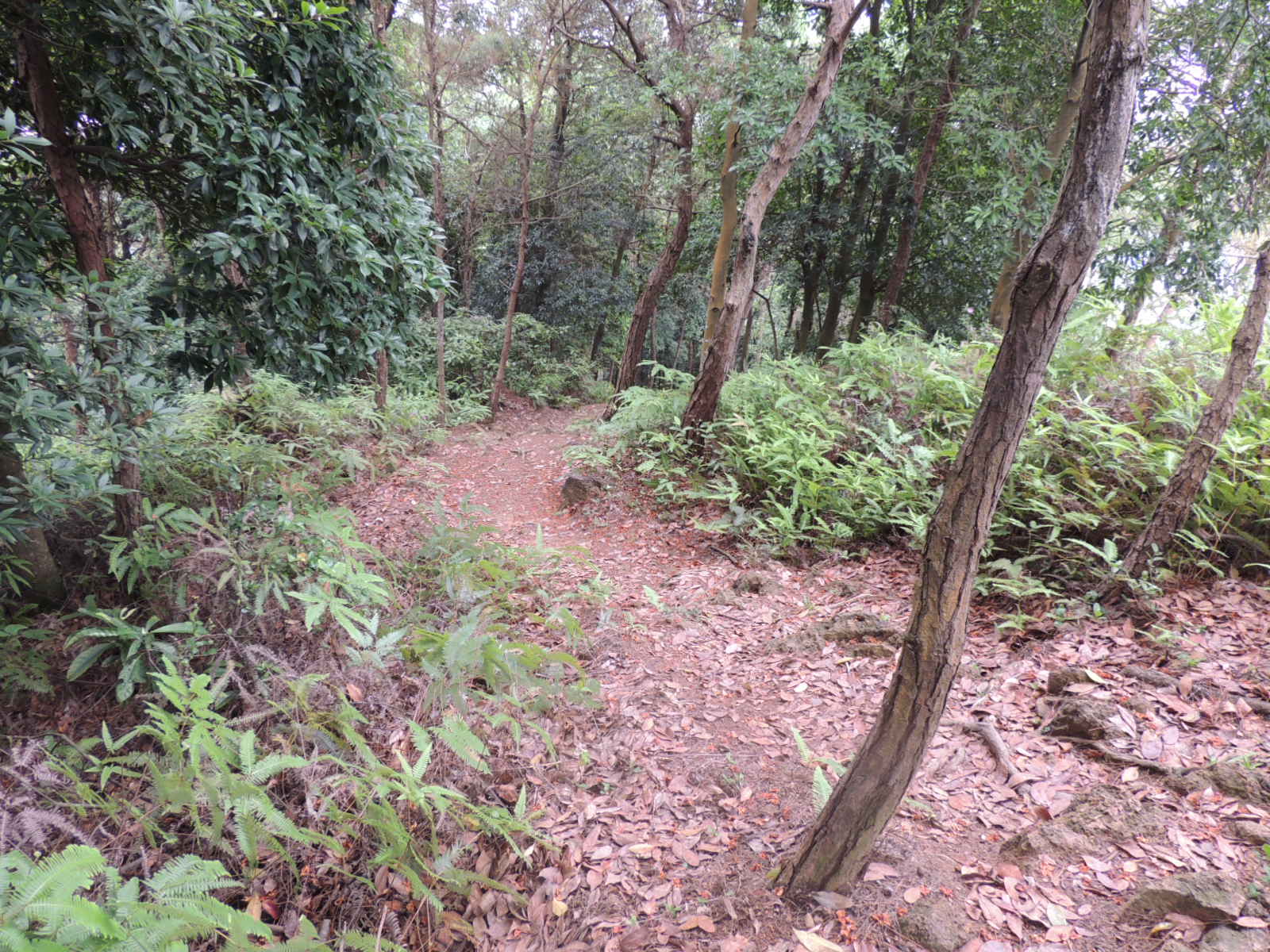 那条美丽的山路398 / 作者:天涯孤独客 / 帖子ID:18857