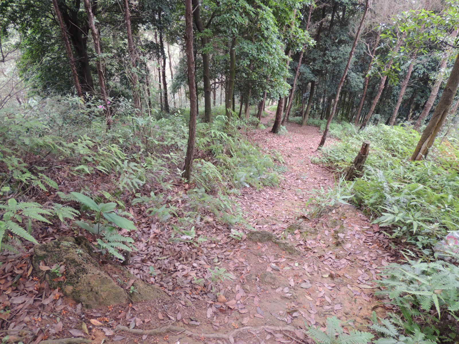 那条美丽的山路487 / 作者:天涯孤独客 / 帖子ID:18857