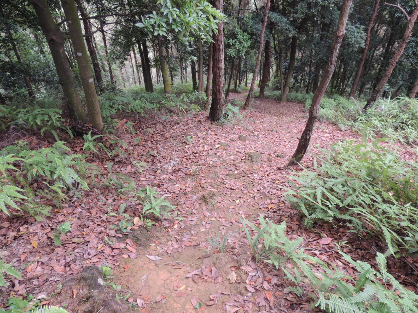 那条美丽的山路584 / 作者:天涯孤独客 / 帖子ID:18857