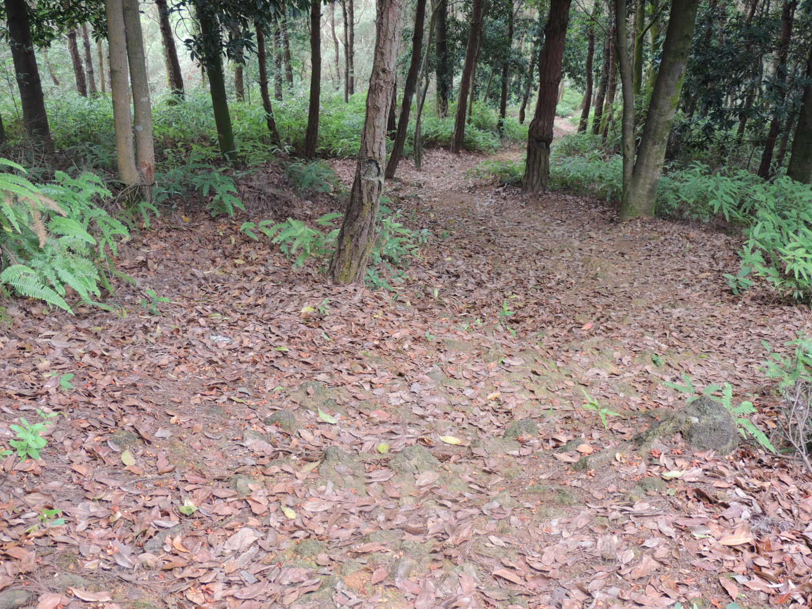 那条美丽的山路204 / 作者:天涯孤独客 / 帖子ID:18857