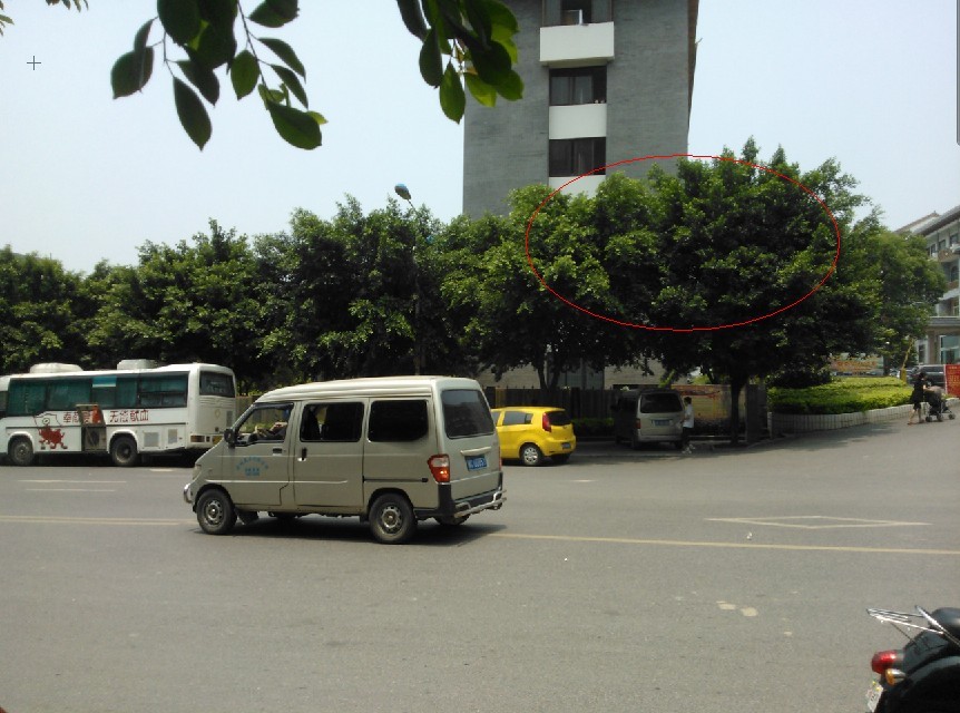 这种树叫什么树子606 / 作者:输入法 / 帖子ID:19015