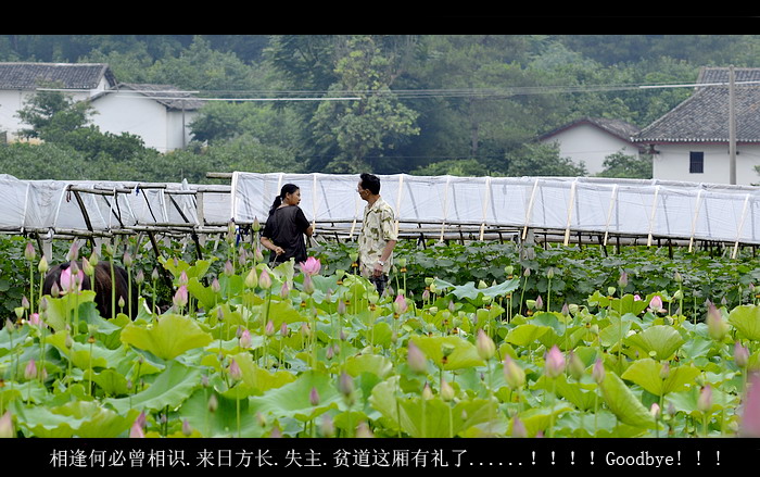 我与丑哥遊邓扒荷塘。521 / 作者:講不醜 / 帖子ID:19160