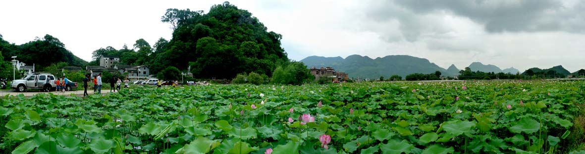 邓扒荷花全景图688 / 作者:油茶之都 / 帖子ID:19275