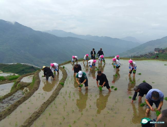 秀美龙脊梯田，新生活体验之旅527 / 作者:鲤鱼渡 / 帖子ID:19500