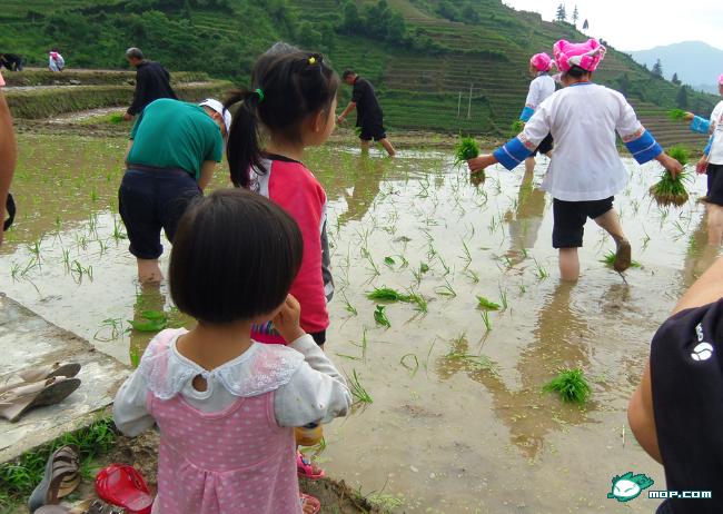 秀美龙脊梯田，新生活体验之旅386 / 作者:鲤鱼渡 / 帖子ID:19500